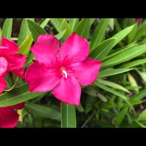 Meet your Posher, Maddie